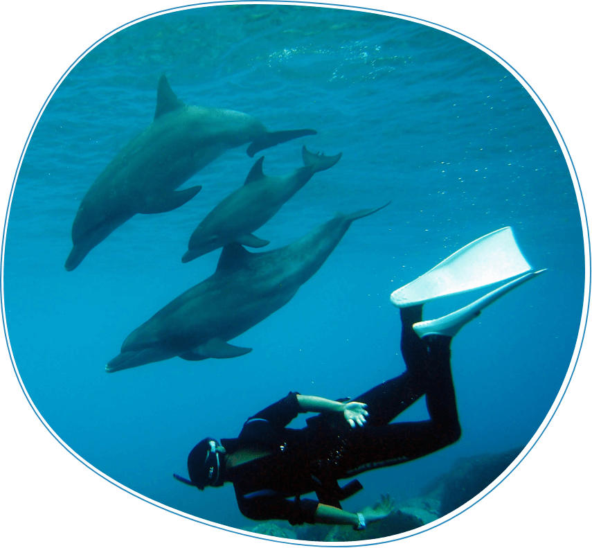 ドルフィンスイム