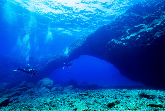 東京の島・三宅島から行くドルフィンスイム情報