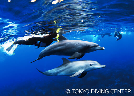三宅島ダイビングサービス