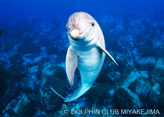 三宅島ダイビングサービス
