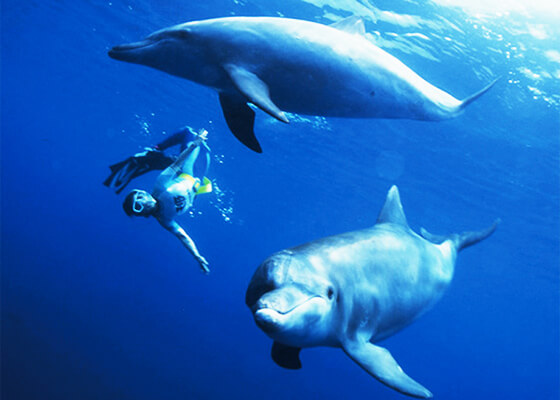 三宅島ダイビングサービス