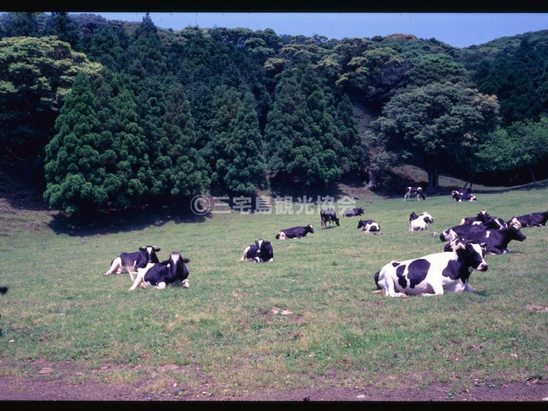 【パノラマ】 雄山中腹でくつろぐ牛たち