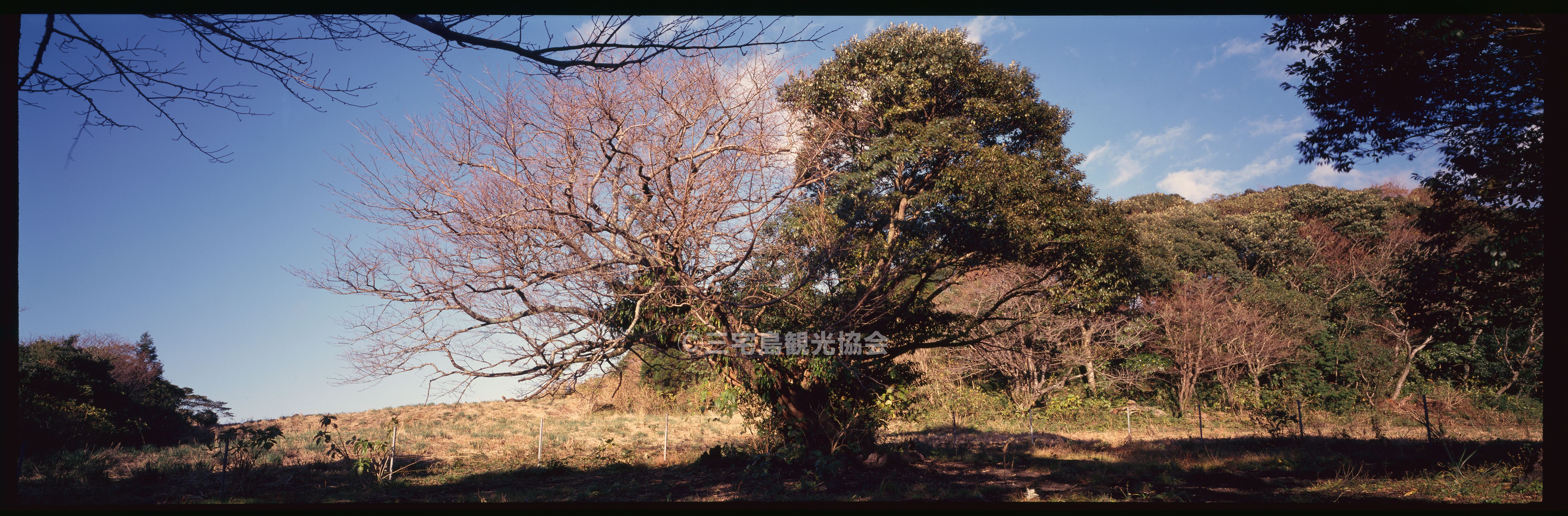 【パノラマ】 共生の樹