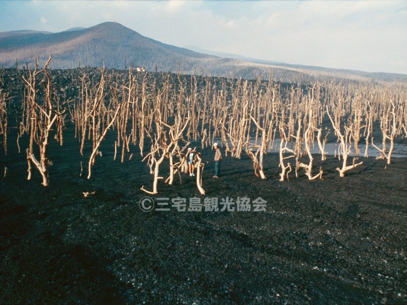 【1983（昭和58）年噴火】 新澪池と立ち枯れ木