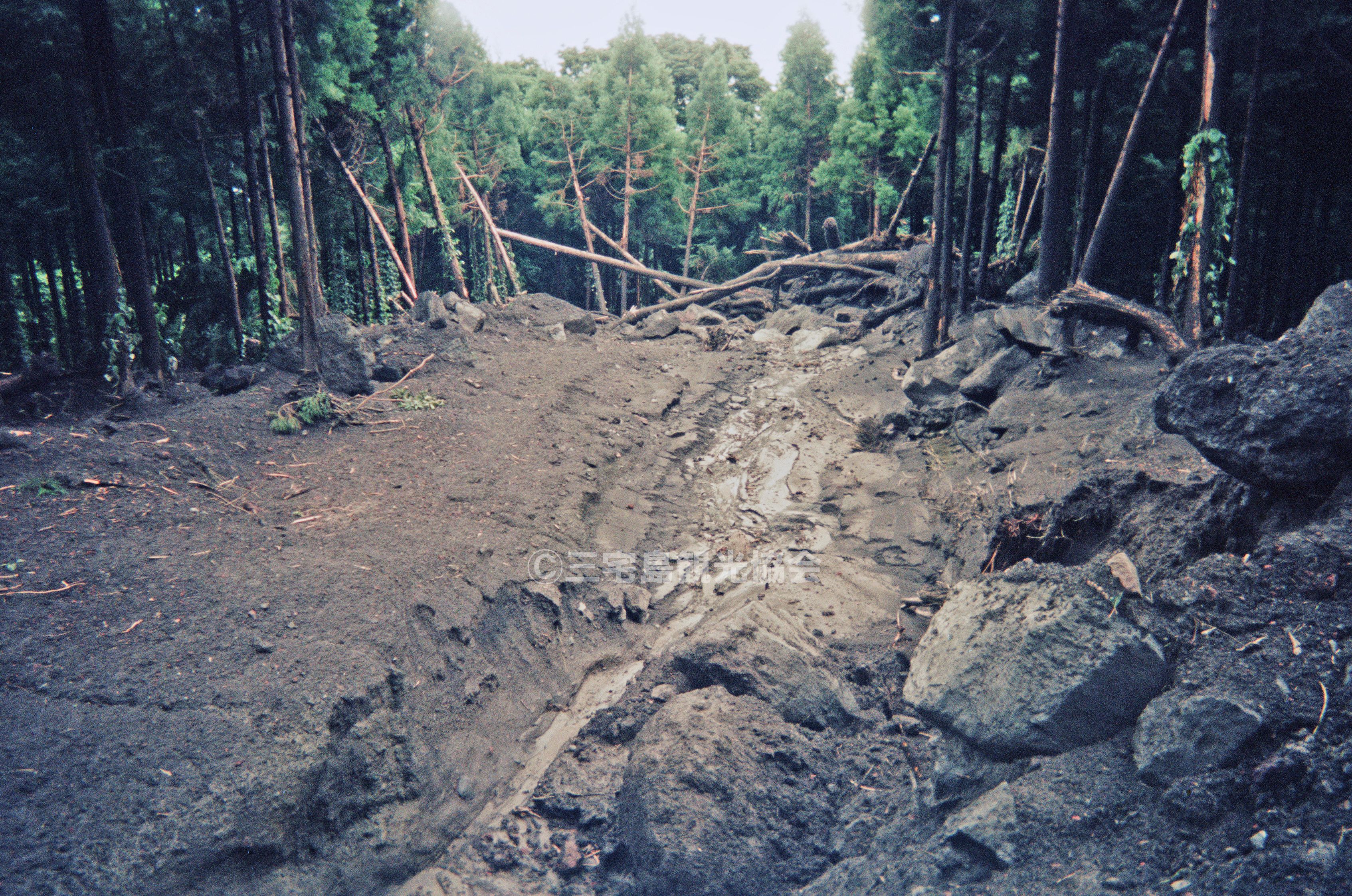 【2000(平成12)年噴火】 木々を飲み込む泥流