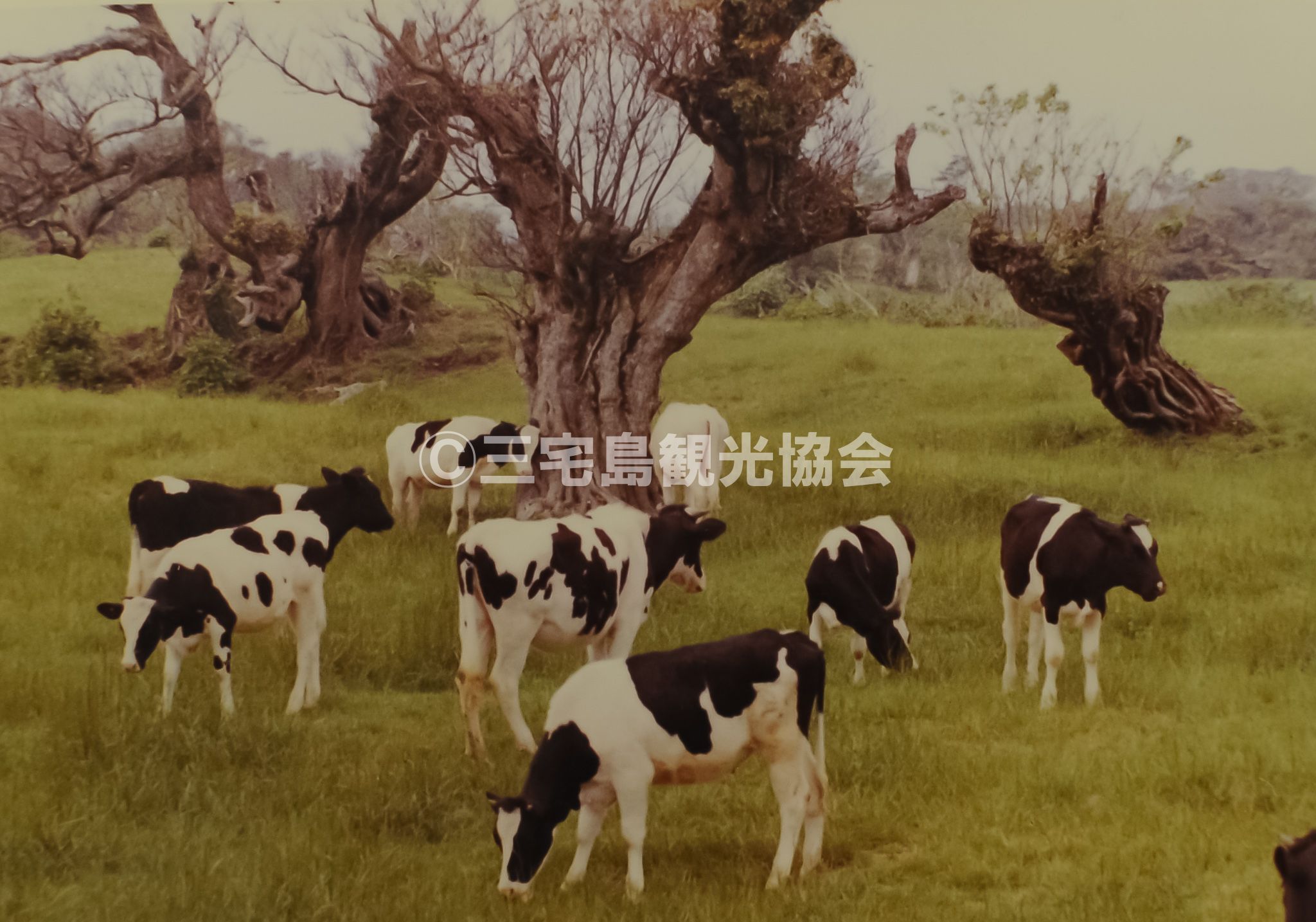 雄山中腹でくつろぐ牛たち【1970年代】
