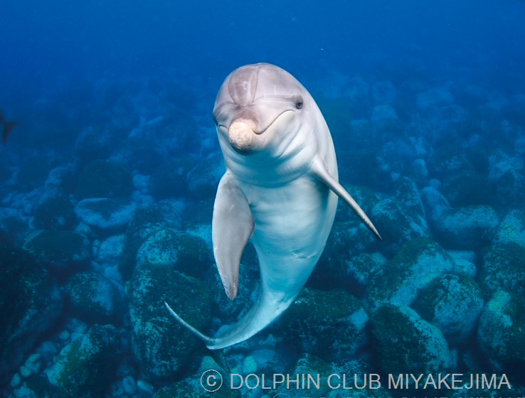 Dolphin Club MIYAKEJIMA
